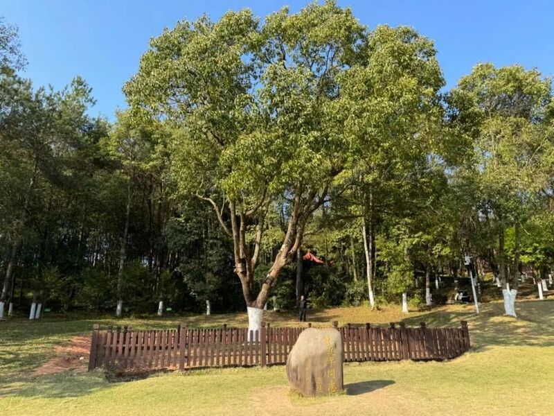 習(xí)近平同志為福建省長汀縣水土保持科教園捐種的香樟樹。圖源：學(xué)習(xí)時(shí)報(bào)
