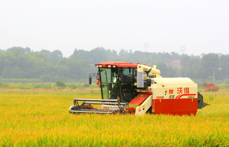 早稻收割忙，農(nóng)機(jī)來助力。常德市鼎城區(qū)融媒體中心供圖